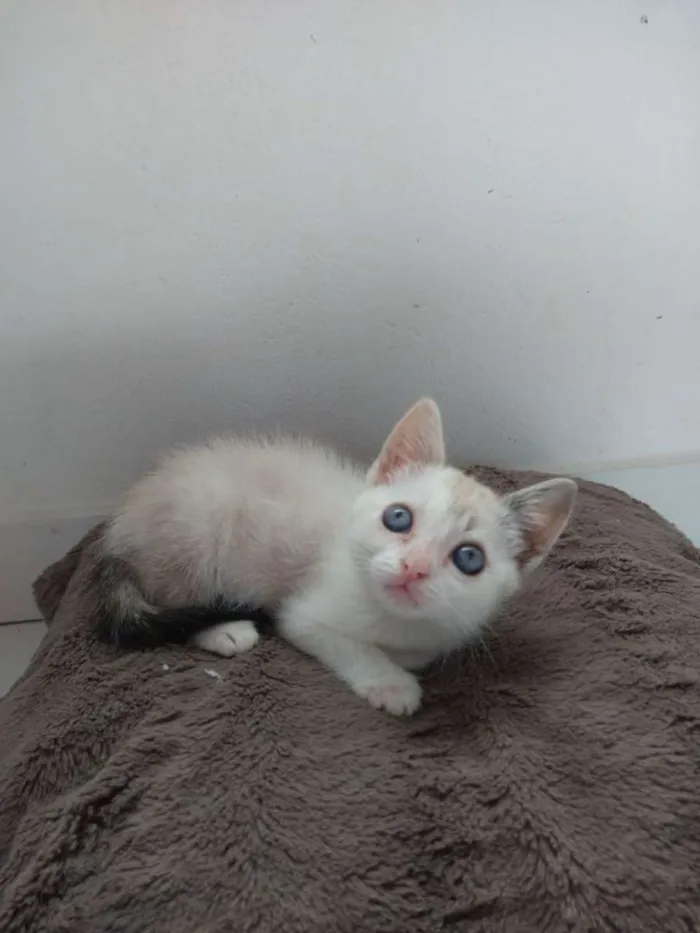 Gato raça SRD idade Abaixo de 2 meses nome PINK