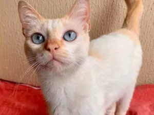 Gato raça SRD idade 7 a 11 meses nome Luke