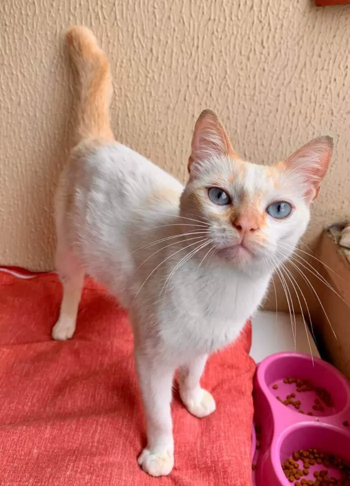 Gato raça SRD idade 7 a 11 meses nome Luke