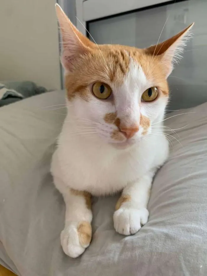 Gato raça SRD idade 7 a 11 meses nome Abacate