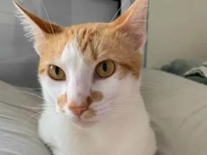 Gato raça SRD idade 7 a 11 meses nome Abacate