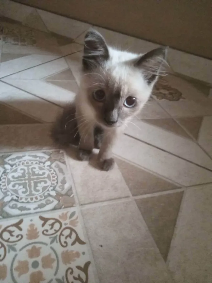 Gato raça Siamês idade 2 a 6 meses nome Luana