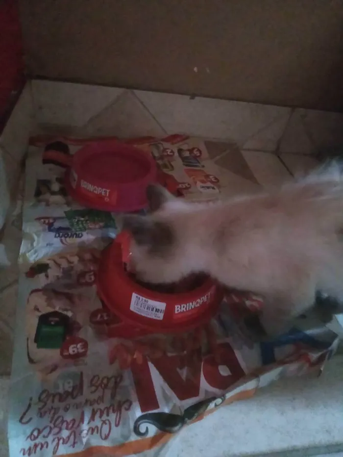 Gato raça Siamês idade 2 a 6 meses nome Luana
