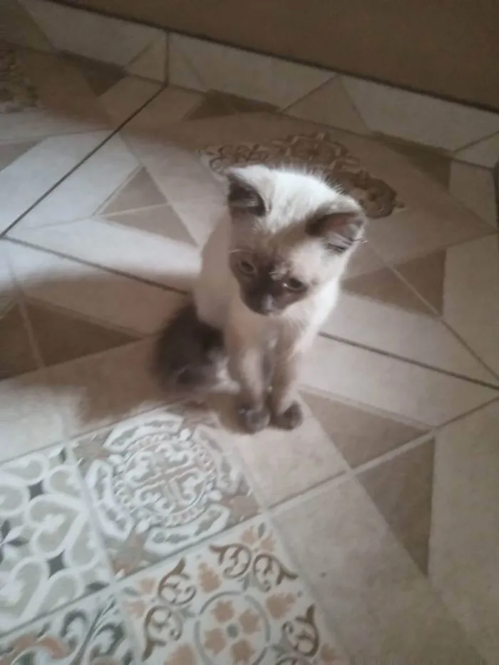 Gato raça Siamês idade 2 a 6 meses nome Luana