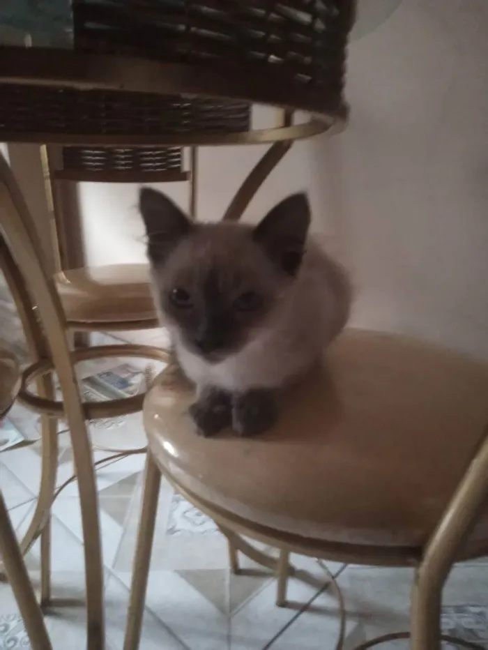 Gato raça Siamês idade 2 a 6 meses nome Luana