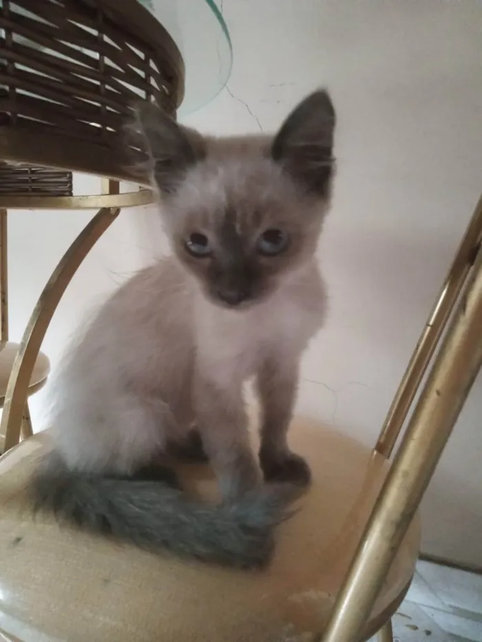 Gato raça Siamês idade 2 a 6 meses nome Luana