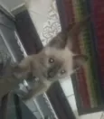Luana
