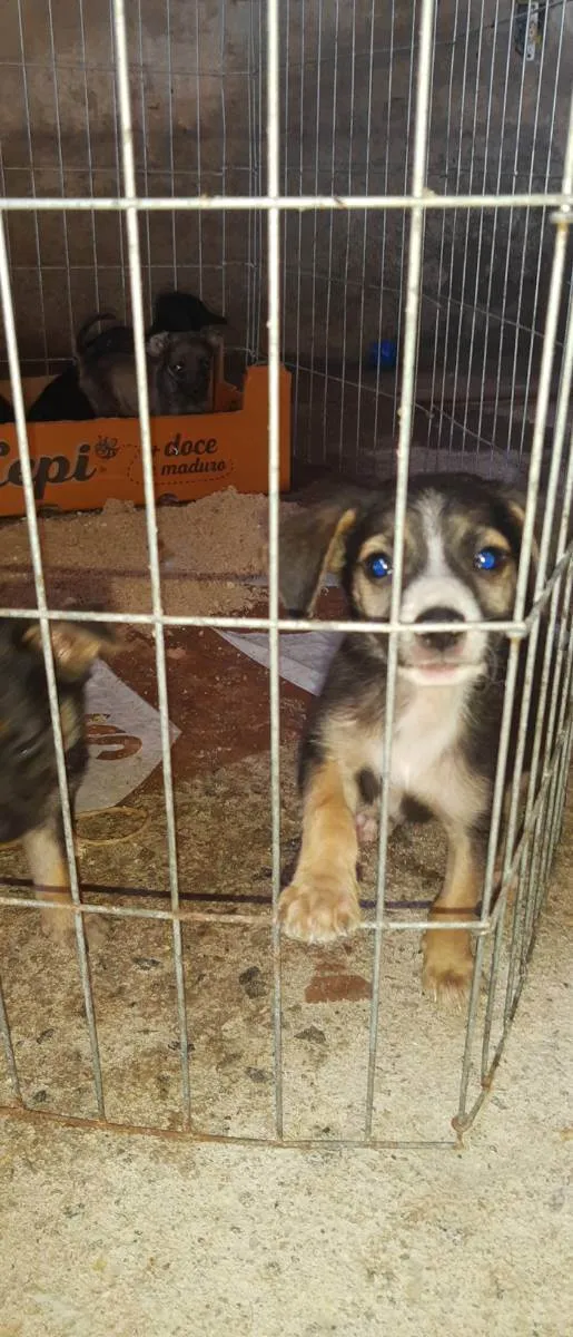 Cachorro ra a SRD idade 2 a 6 meses nome Pretinha 