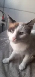 Napoleon