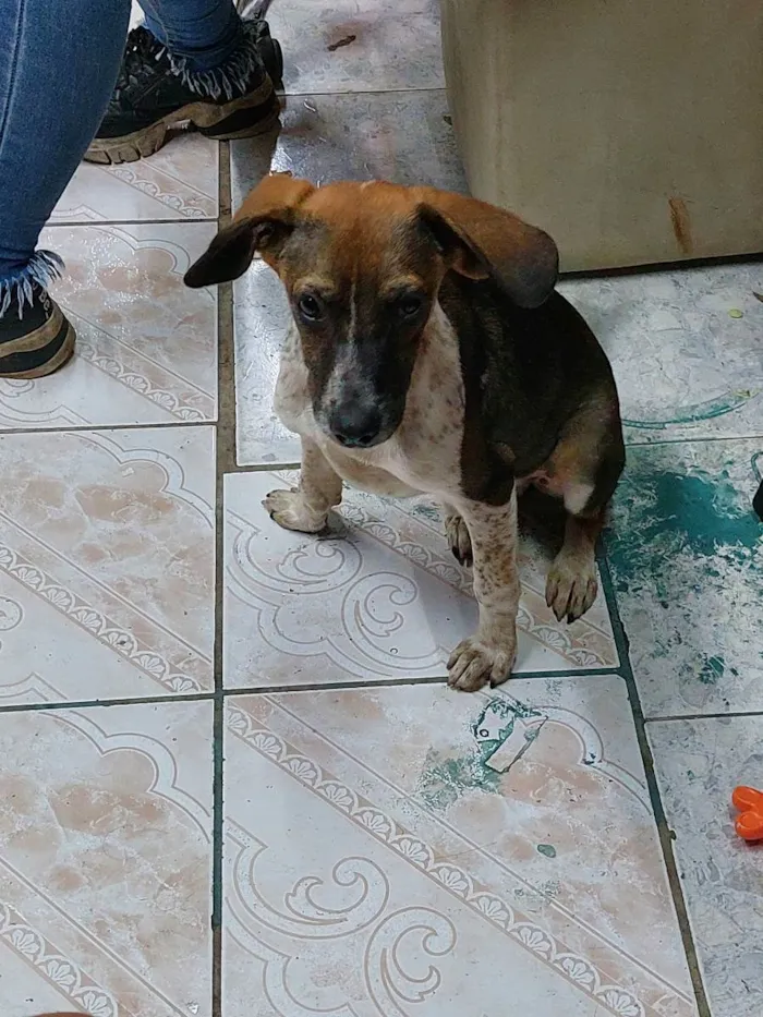 Cachorro ra a Vira lata idade 2 a 6 meses nome Lucas Neto