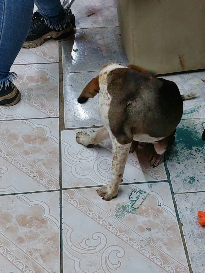 Cachorro ra a Vira lata idade 2 a 6 meses nome Lucas Neto