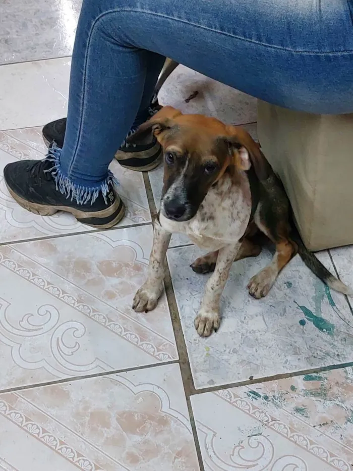 Cachorro ra a Vira lata idade 2 a 6 meses nome Lucas Neto