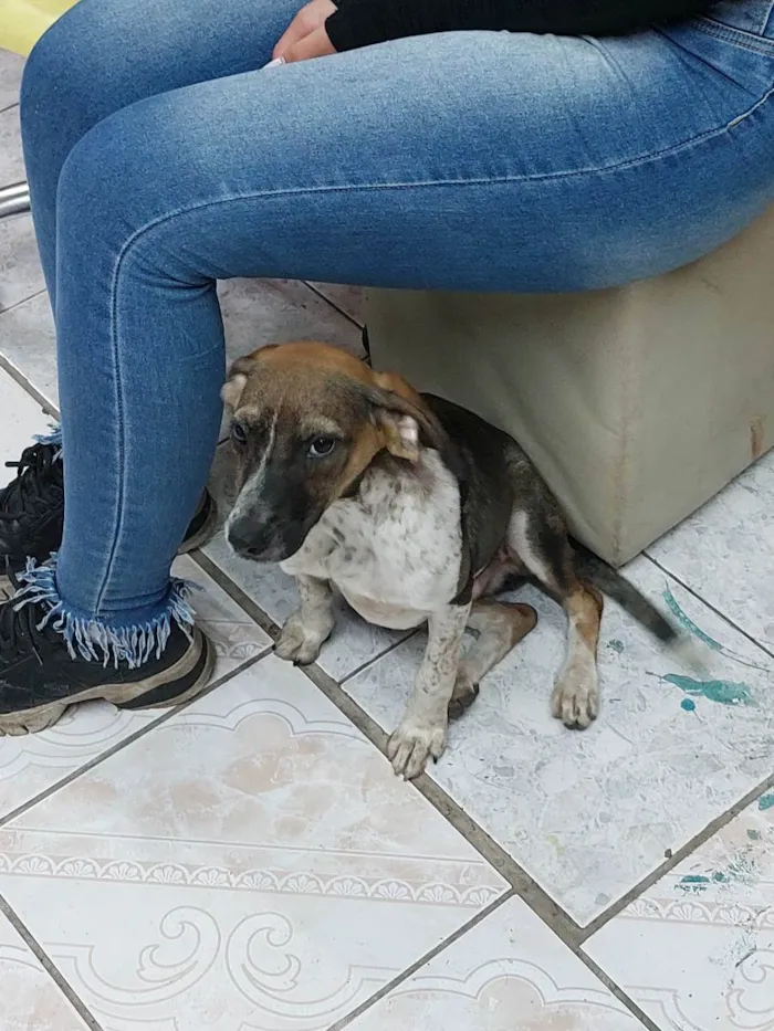 Cachorro ra a Vira lata idade 2 a 6 meses nome Lucas Neto