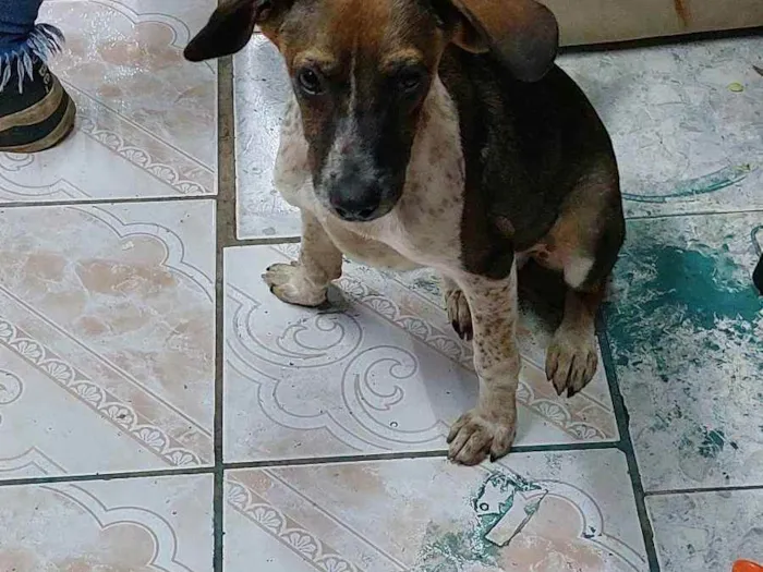 Cachorro ra a Vira lata idade 2 a 6 meses nome Lucas Neto