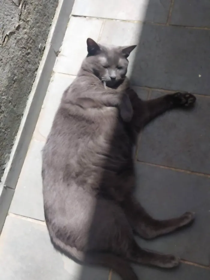 Gato ra a Sem raça definida idade 3 anos nome Safira