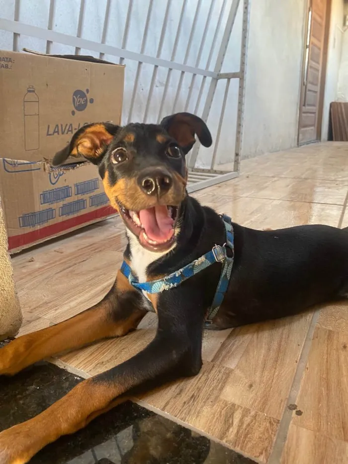 Cachorro ra a Pincher misturado idade 2 a 6 meses nome Fumaça