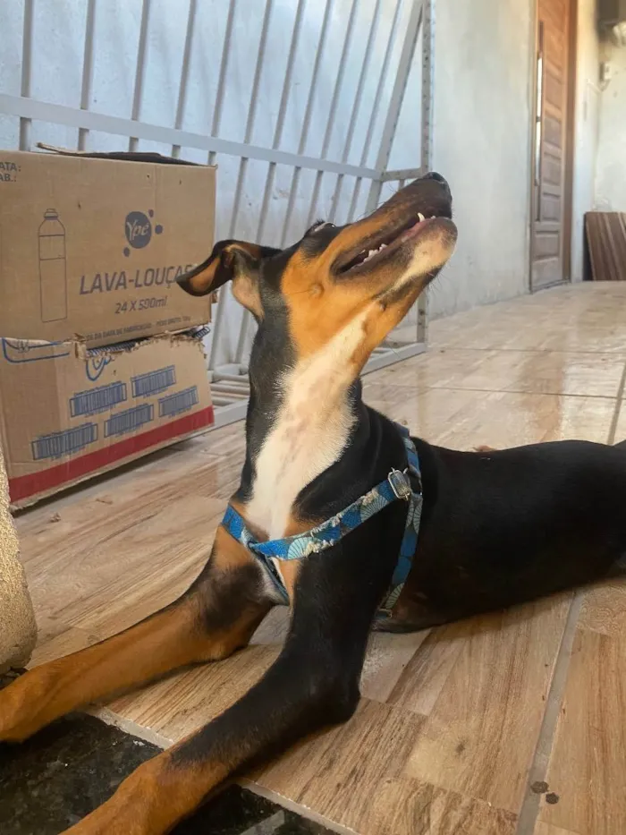 Cachorro ra a Pincher misturado idade 2 a 6 meses nome Fumaça