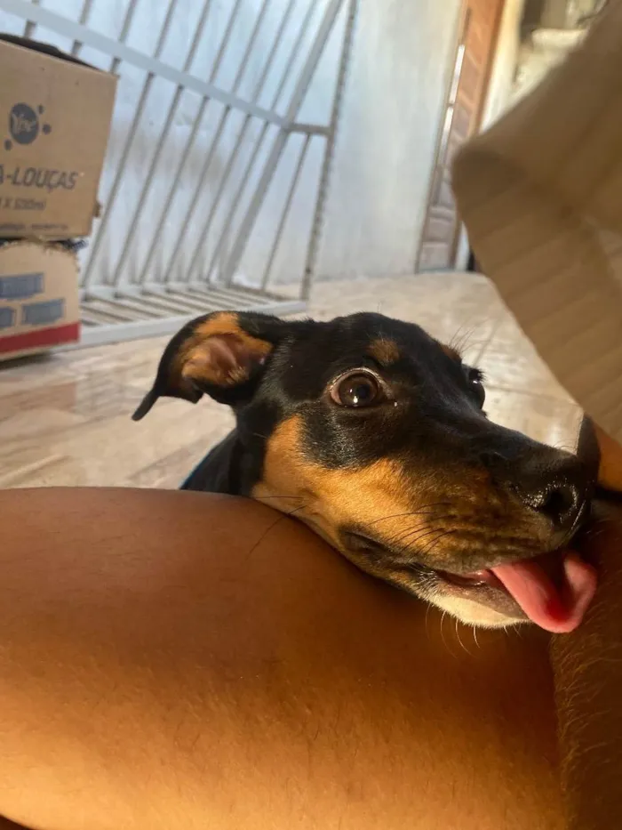 Cachorro ra a Pincher misturado idade 2 a 6 meses nome Fumaça