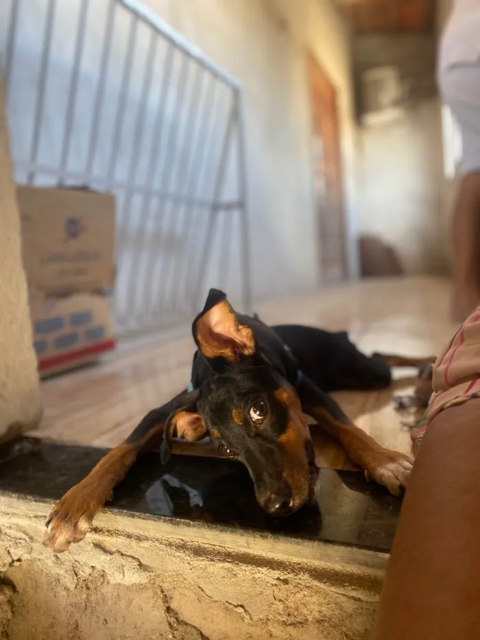 Cachorro ra a Pincher misturado idade 2 a 6 meses nome Fumaça