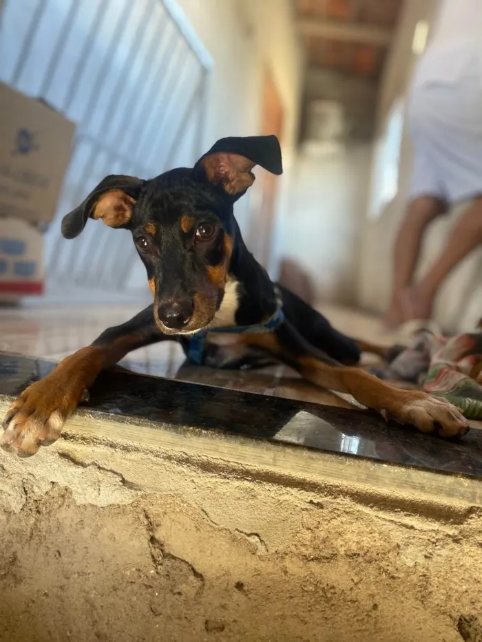 Cachorro ra a Pincher misturado idade 2 a 6 meses nome Fumaça