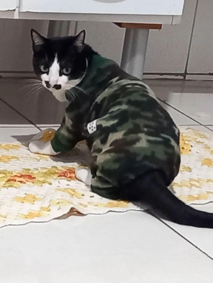 Gato ra a Sem raça definida idade 1 ano nome GG