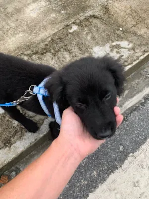 Cachorro raça Misturado idade 2 a 6 meses nome Feijão 