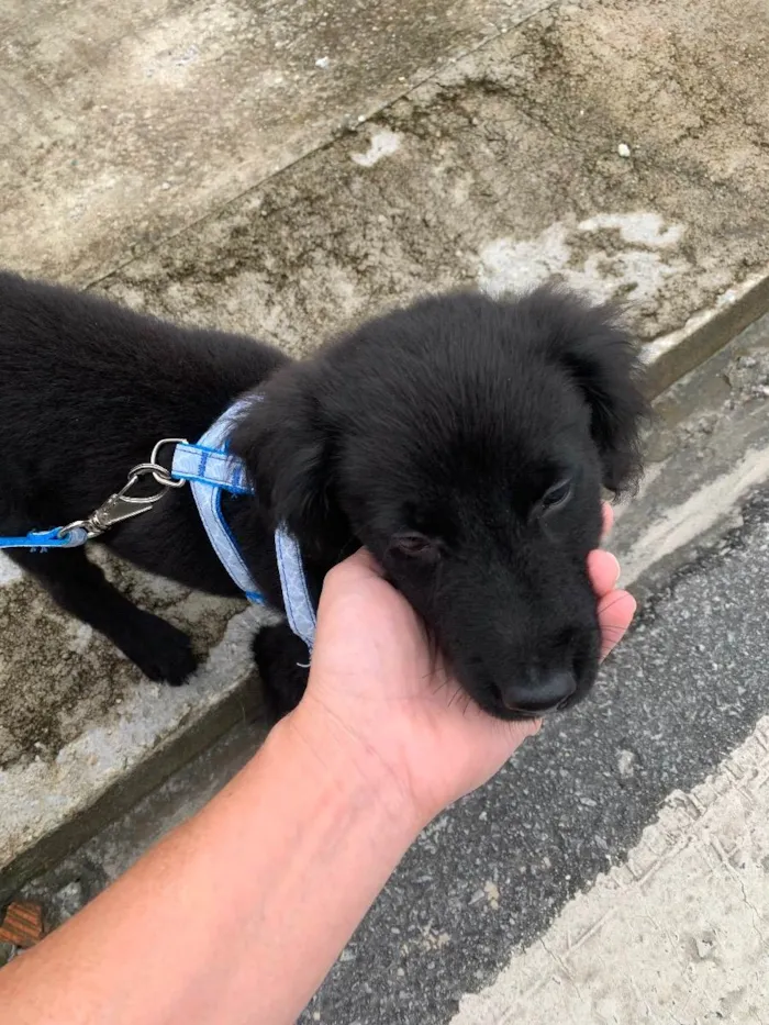 Cachorro raça Misturado  idade 2 a 6 meses nome Feijão 