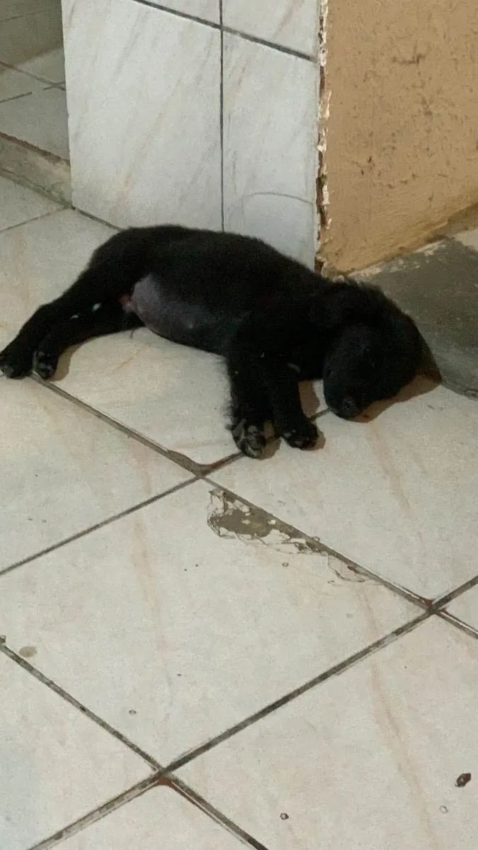 Cachorro raça Misturado  idade 2 a 6 meses nome Feijão 
