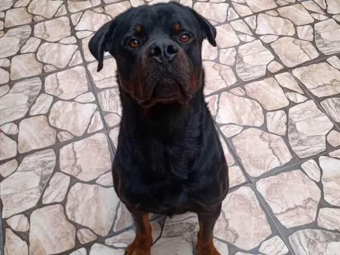 Cachorro ra a Hotwalle  idade 1 ano nome Hulk 