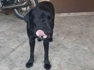 Cachorro raça Labrador  idade 2 anos nome Kiara