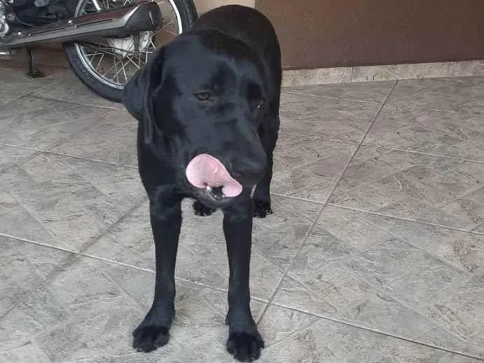 Cachorro ra a Labrador  idade 2 anos nome Kiara