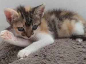 Gato raça SRD idade Abaixo de 2 meses nome MAGALI