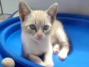 Gato raça SRD idade Abaixo de 2 meses nome FRIDA