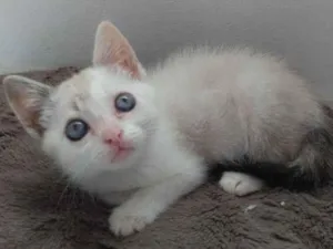Gato raça SRD idade Abaixo de 2 meses nome PINK