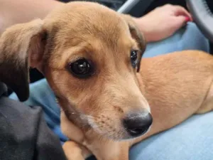 Cachorro raça SRD idade 2 a 6 meses nome Juju