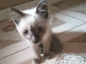 Gato raça Siamês idade 2 a 6 meses nome Luana