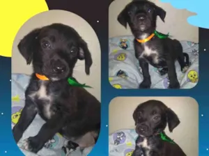 Cachorro raça SRD idade 2 a 6 meses nome Gohan