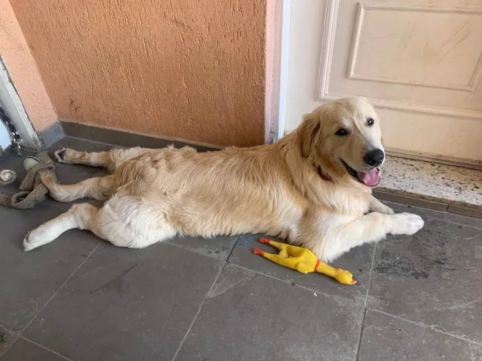 Cachorro ra a Golden Retriever  idade 2 a 6 meses nome Panetony 