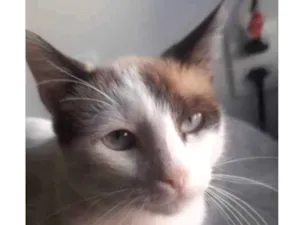 Gato raça Nenhuma idade 1 ano nome Napoleon