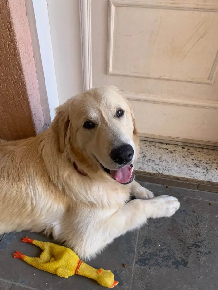 Cachorro ra a Golden Retriever  idade 2 a 6 meses nome Panetony 