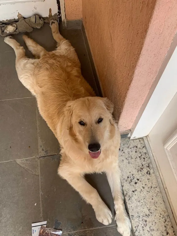 Cachorro ra a Golden Retriever  idade 2 a 6 meses nome Panetony 