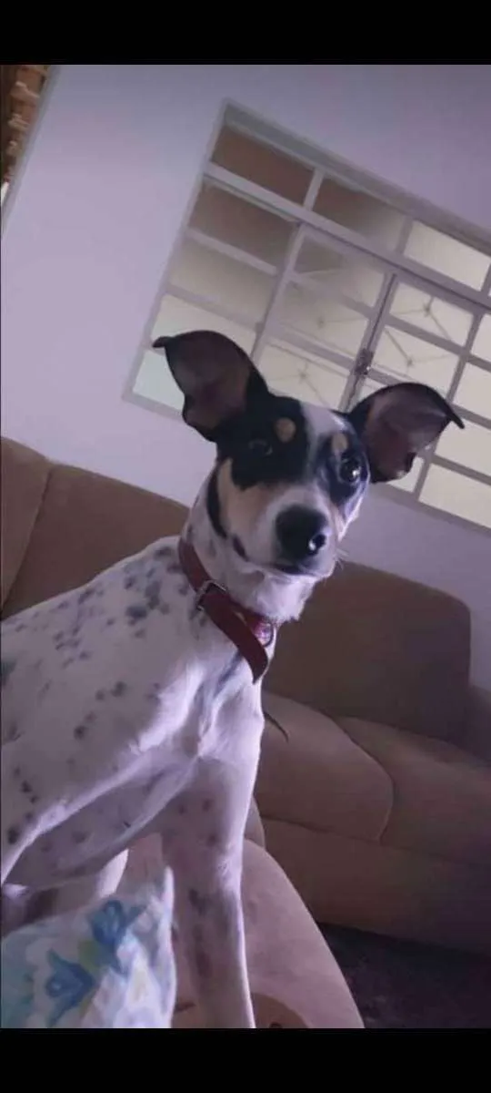 Cachorro ra a Dalmatas idade 2 a 6 meses nome Mylu