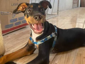 Cachorro raça Pincher misturado idade 2 a 6 meses nome Fumaça