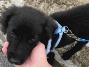 Cachorro raça Misturado  idade 2 a 6 meses nome Feijão 