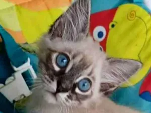 Gato raça srd idade 2 a 6 meses nome VICK