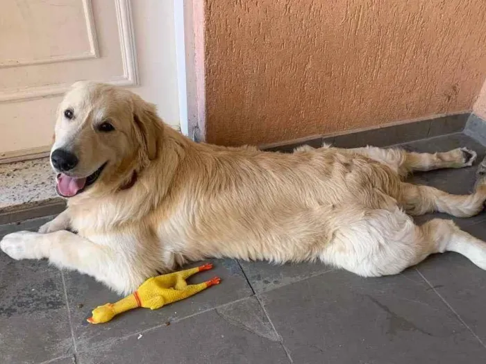 Cachorro ra a Golden Retriever  idade 2 a 6 meses nome Panetony 