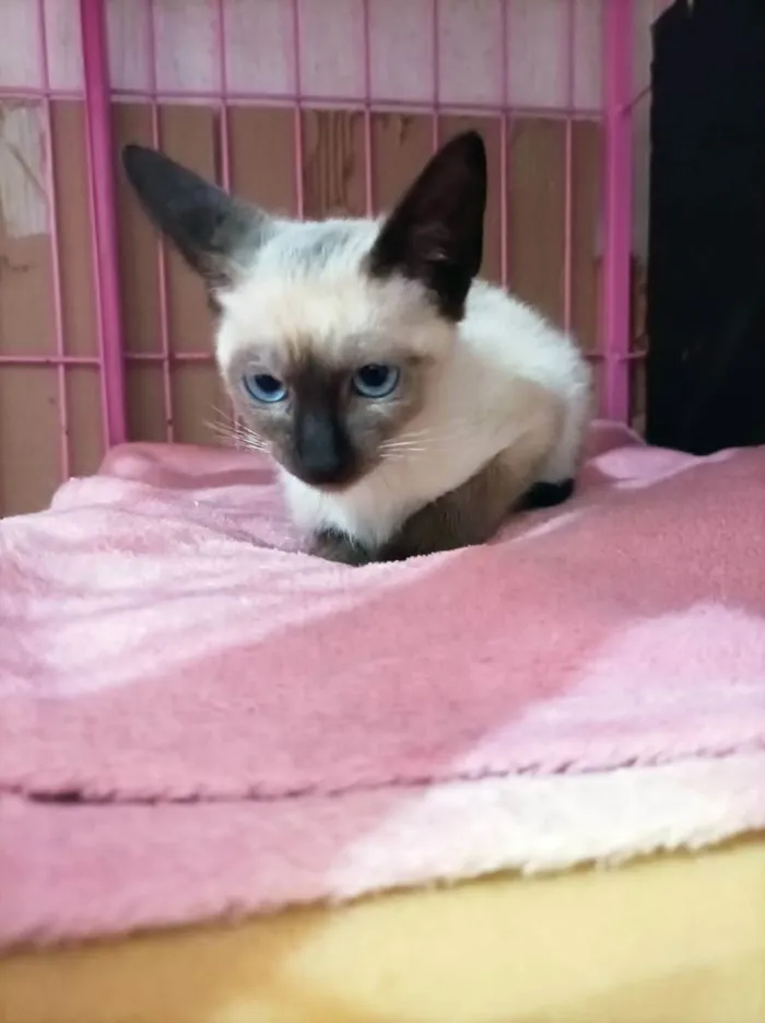 Gato raça Srd idade Abaixo de 2 meses nome Anil