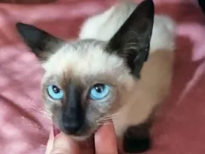Gato raça Srd idade Abaixo de 2 meses nome Anil