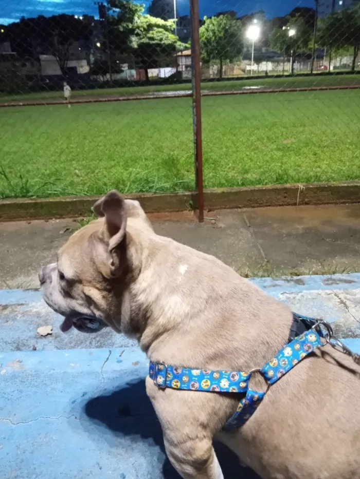 Cachorro raça American bully  idade 2 anos nome Zaya