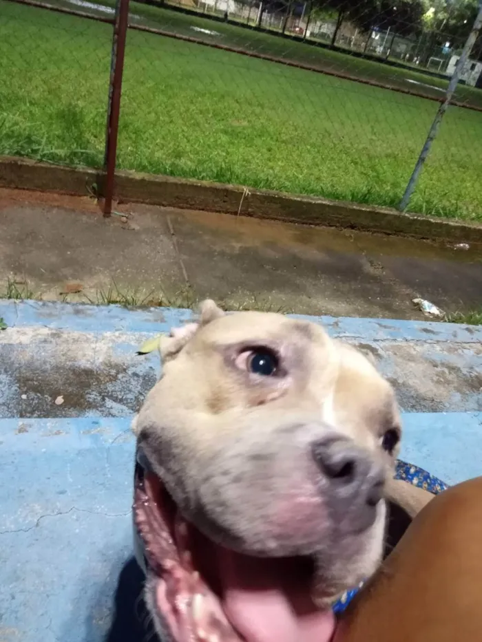 Cachorro raça American bully  idade 2 anos nome Zaya